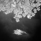 Black and White infrared landscape - Central Park, Plymouth