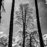 Black and White infrared landscape - Central Park, Plymouth