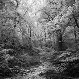 Longtimber Woods, Ivybridge Black and White Infrared Image