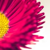 Red flower detail