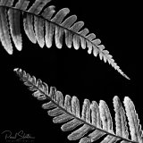 Fern Leaf detail