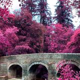False colour infrared image of Plymbridge, Plymbridge Woods, Plymouth.
