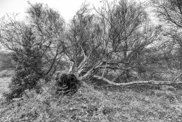 Fallen Silver Birch