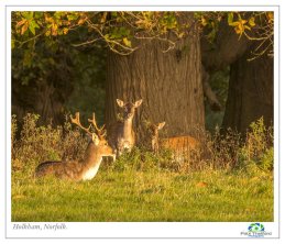 Autumn Deer 6