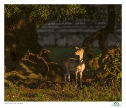 Autumn Deer 8