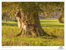 Autumn Deer 4