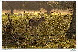 Autumn Deer 5