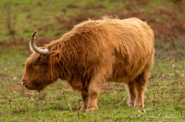 Highland cow  4