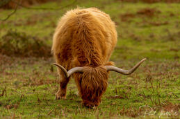 Highland cow 5