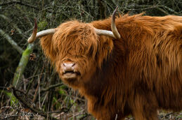 Highland cow 6