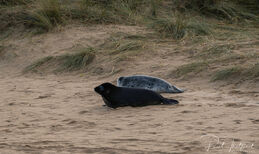 Seals on Winterton beach