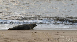 Seal on Winterton beach