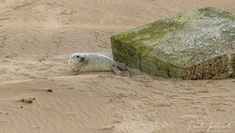 Seal pup on Winterton beach