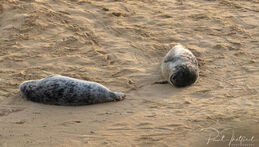 Seals on Winterton beach 2