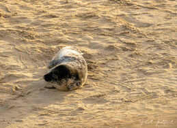 Seal on Winterton beach 2