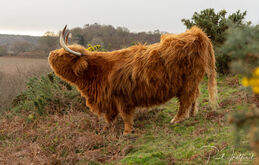 Highland Cattle