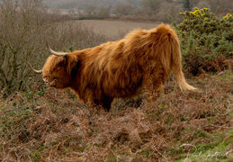 Highland cow 2