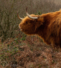Highland cow 3