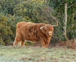 Highland cow (Muckleburgh)