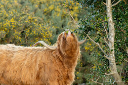 Highland cow (Muckleburgh) 2