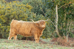 Highland cow (Muckleburgh) 3