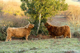 Highland cows (Muckleburgh)