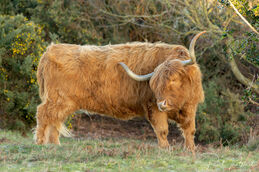 Highland cow (Muckleburgh) 4