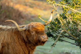 Highland cow (Muckleburgh) 5