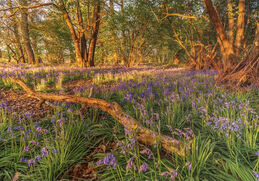 Norfolk Bluebells