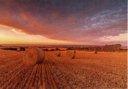 Norfolk Harvest