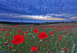 Norfolk Poppies