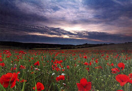 Norfolk Poppies 2