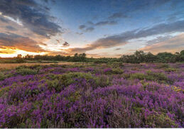 Norfolk Heathers