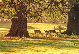 Holkham Deer