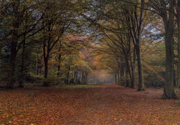 Felbrigg Autumn