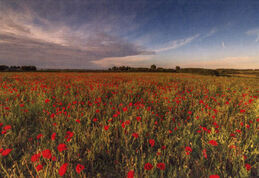 Stiffkey