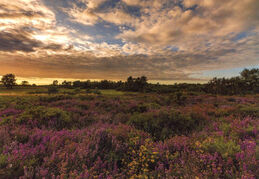 Weybourne Heath