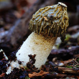 Stinkhorn