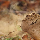 Smoking! - Puffball Sporulation