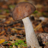 Brown Birch Bolete