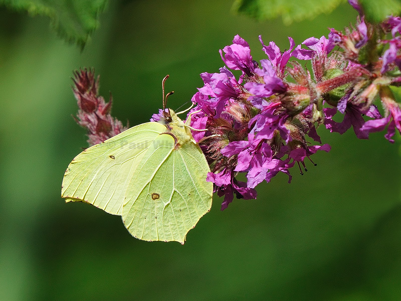 Brimstone Butterfly