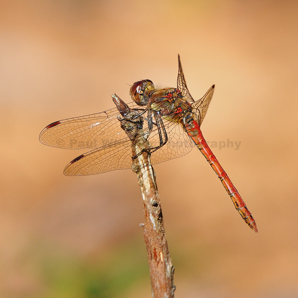 Common Darter (Male)