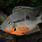 Firemouth Cichlid