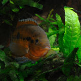 Rainbow Cichlid Hiding in Plants
