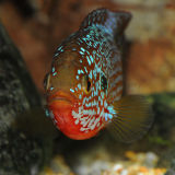 Jewel Cichlid