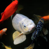 Pond Fish