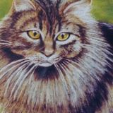 Cat Portraits in soft Pastel