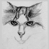 'Quick Draw'