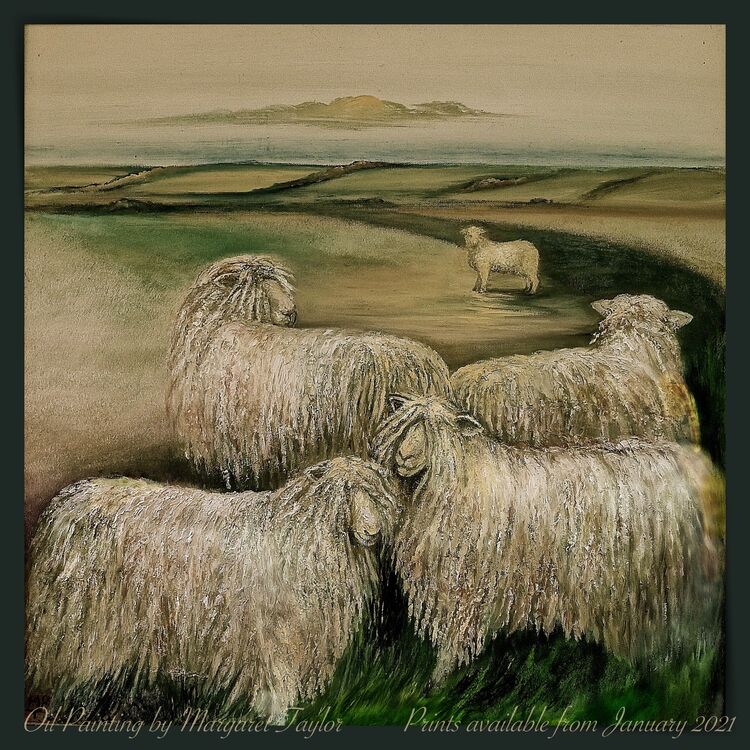 'The Lamb' Oil Painting by Margaret Taylor. Prints available from January 2021.