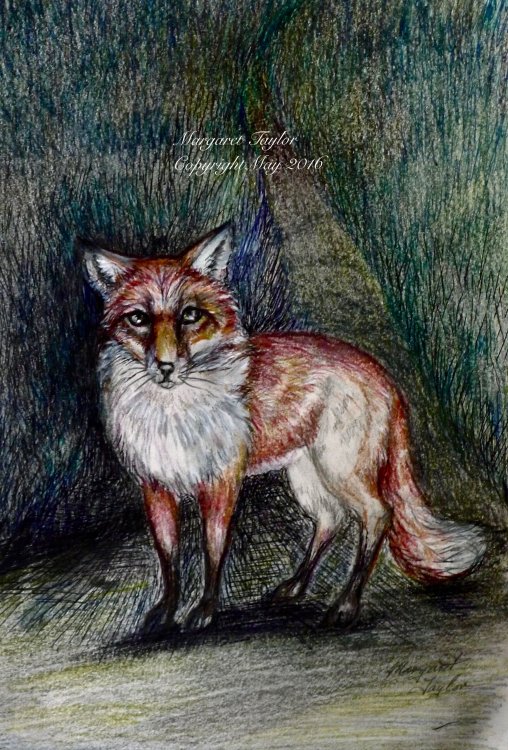 'Mr Fox' Prints Available £14.99 inc P&P on Gallery "The Spring Collection"